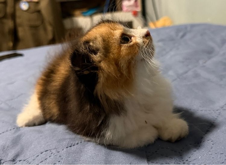 สก็อตติช โฟลด์ (Scottish Fold) สก็อตติช ขนยาว หญิง สามสี