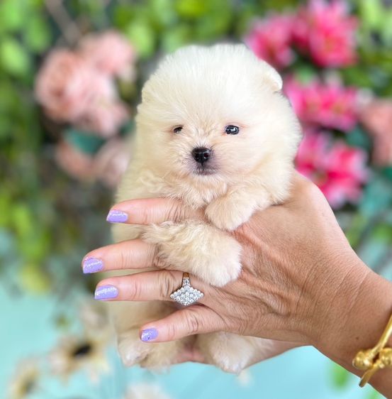 ปอมเมอเรเนียน (Pomeranian) ใหญ่ ขายลูกสุนัข