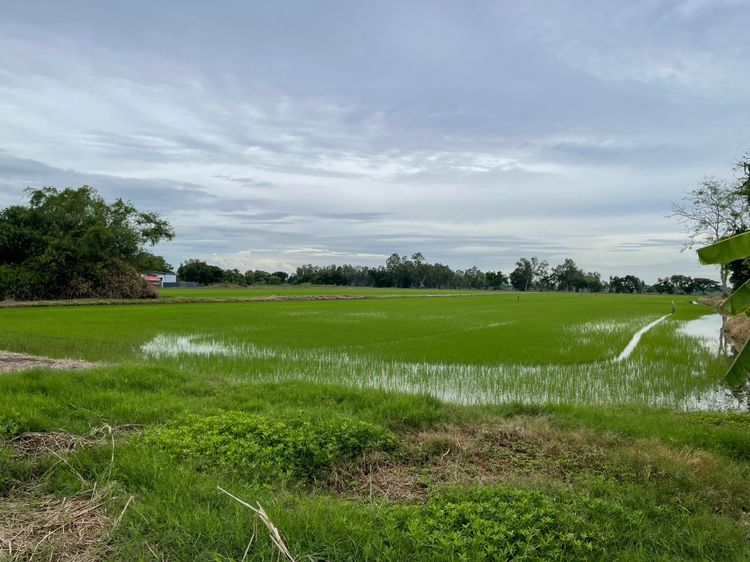 ขายที่ดิน รูปที่ 4