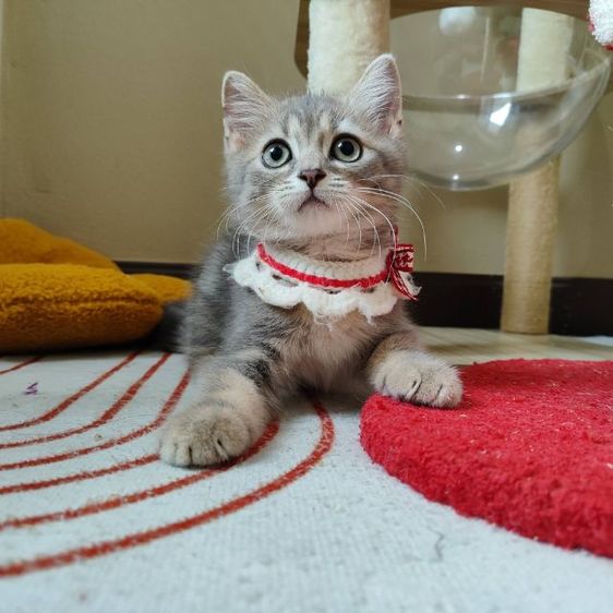 สก็อตติช โฟลด์ (Scottish Fold) ขายสก็อตติสโฟลแท้