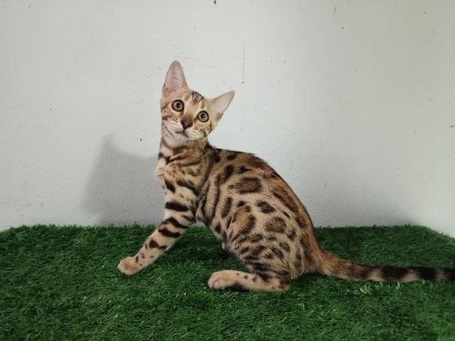 เบงกอล (Bengal House Cat) เบงกอลเพศเมีย