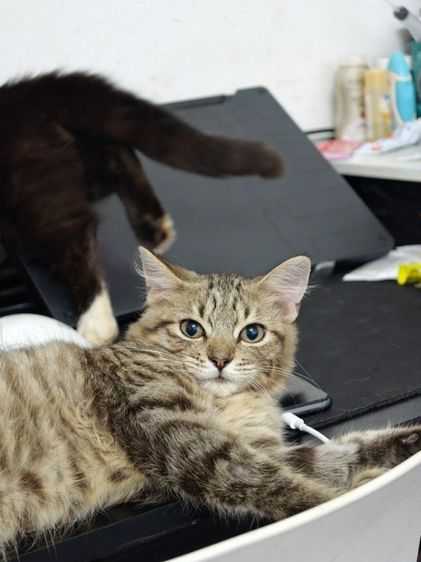 ลูกแมวอเมริกันเคิล รูปที่ 5