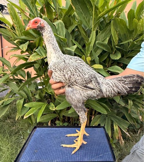 แม่พันธุ์ไก่ชนพม่า