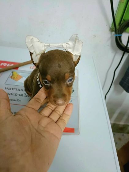 พินเชอร์ (Pinscher) มินิเจอร์พินเซอร์แท้ 