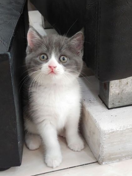 สก็อตติช โฟลด์ (Scottish Fold) แมว scottish fold