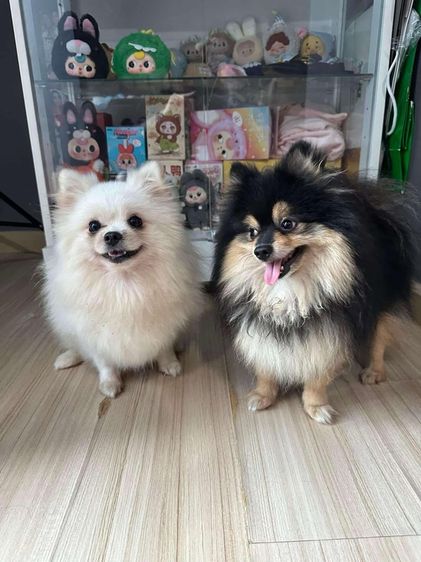 หาบ้านให้น้องหมา รูปที่ 2