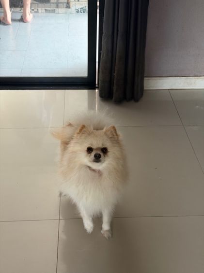 หาบ้านให้น้องหมา รูปที่ 7