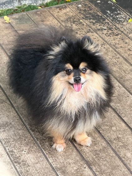 ปอมเมอเรเนียน (Pomeranian) เล็ก หาบ้านให้น้องหมา