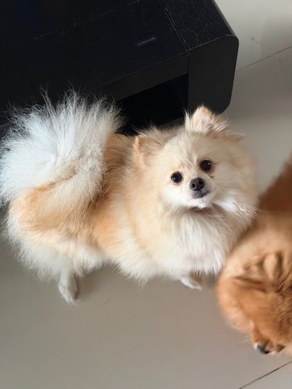 หาบ้านให้น้องหมา รูปที่ 5