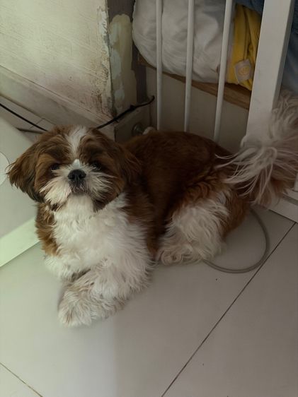 หาบ้านให้น้องหมา รูปที่ 3