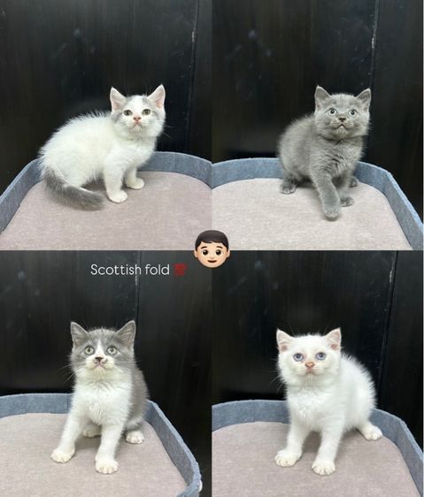 น้องใหม่ไฟแรงค้าบ Scottish fold💯💯 รูปที่ 2