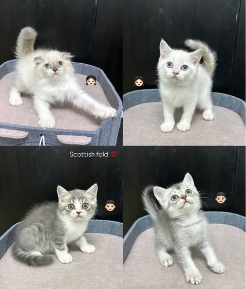 สก็อตติช โฟลด์ (Scottish Fold) น้องใหม่ไฟแรงค้าบ Scottish fold💯💯