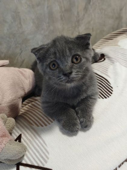  บลู ดช ขาสั้น 😻😸