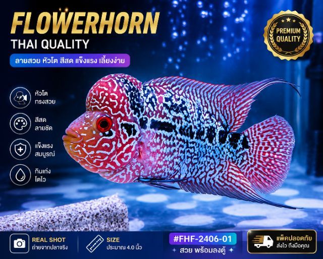 Flowerhorn cichlid ปลาหมอสี
