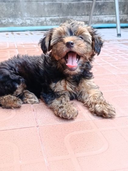 ยอร์คเชียร์ เทอร์เรีย (Yorkshire Terrier) เล็ก ขายลูกยอร์คเชียร์ราคาเบาเบา 