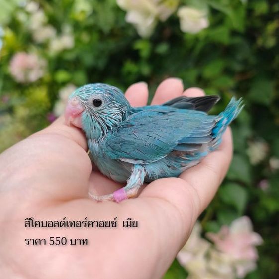 ลูกป้อนฟอพัส