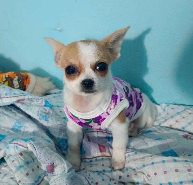 ชิวาวา (Chihuahua) เล็ก ขายหมาชิวาว่าขนสั้นเพศเมีย