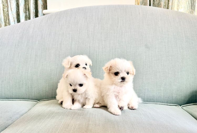 มอลทีส (Maltese) เล็ก น้องหมามอลทีส เพศผู้