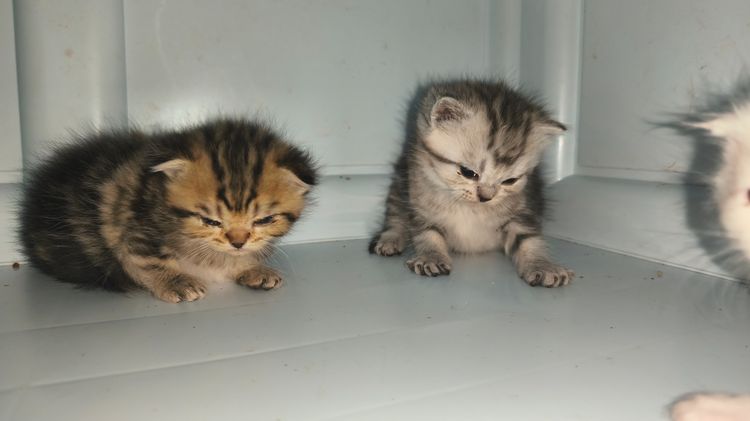 ลูกแมวสกอตติสผสมเปอเซีย รูปที่ 4