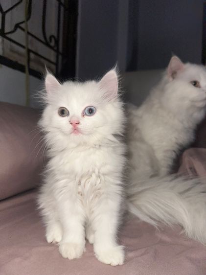 เปอร์เซีย (Persian) แมวเปอร์เซีย