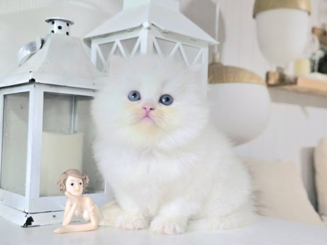 เปอร์เซีย (Persian) น้องแมวเปอเชียเพศเมียอายุ1เดือน24วันอ้วนแข็งแรง สนทักไลน์fern262935