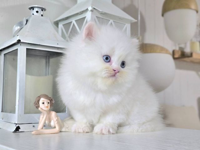 เปอร์เซีย (Persian) น้องแมวเปอร์เซียเพศเมียตาฟ้าอายุ1เดือน24วันแข็งแรงอ้วน สนใจทักไลน์มาfern262935