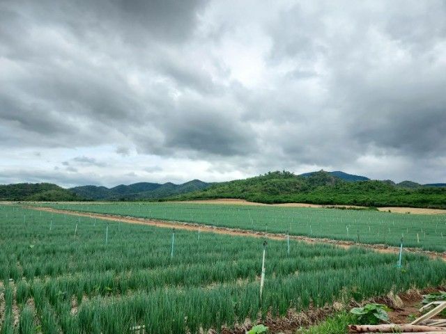 ต้องการประกาศขายที่ดิน
