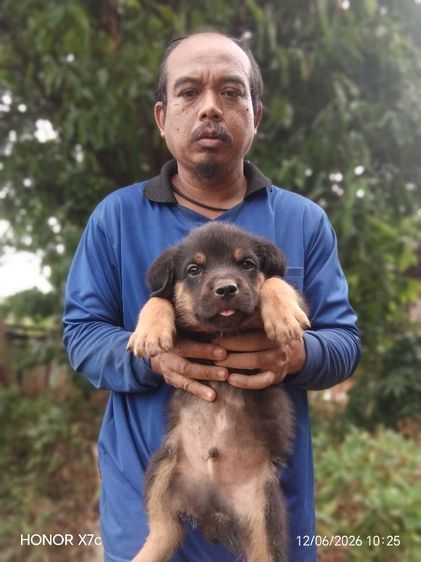 ร็อตไวเลอร์ (Rottweiler) ใหญ่ ลูกร็อตไวเลอร์
