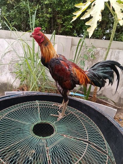 ไก่พม่า รูปที่ 2