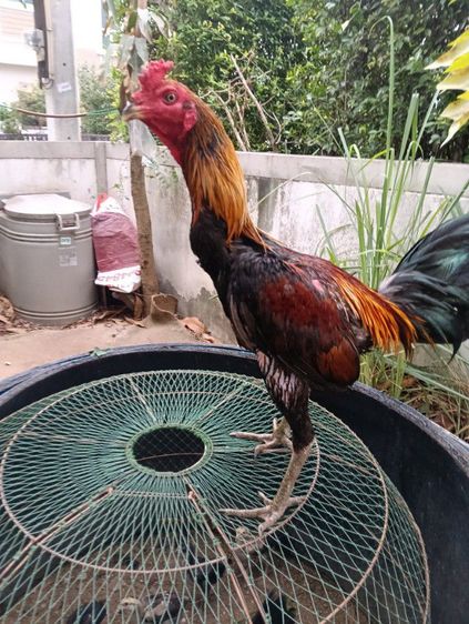 ไก่พม่า