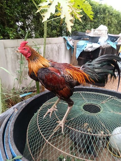 ไก่พม่า รูปที่ 3