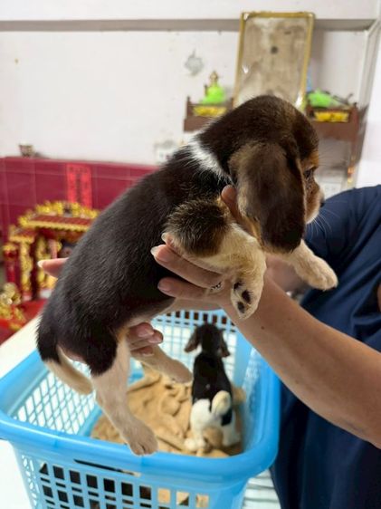 ลูกบีเกิ้ล เพศเมีย 