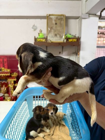 ลูกบีเกิ้ล เพศผู้2