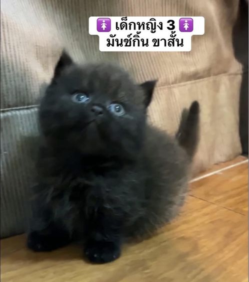 แมวสก็อตติช แมวขาสั้น รูปที่ 6