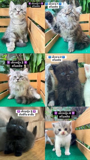 สก็อตติช โฟลด์ (Scottish Fold) แมวสก็อตติช แมวขาสั้น