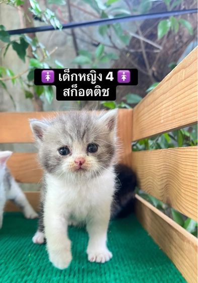 แมวสก็อตติช แมวขาสั้น รูปที่ 7