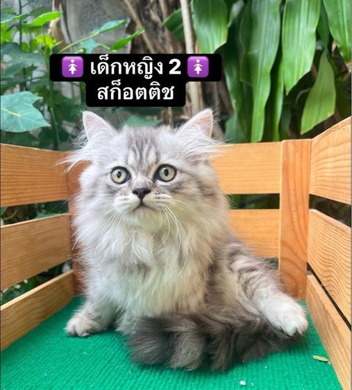 แมวสก็อตติช แมวขาสั้น รูปที่ 4