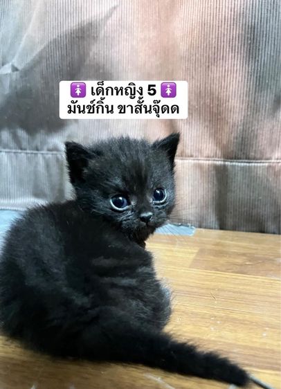 แมวสก็อตติช แมวขาสั้น รูปที่ 8