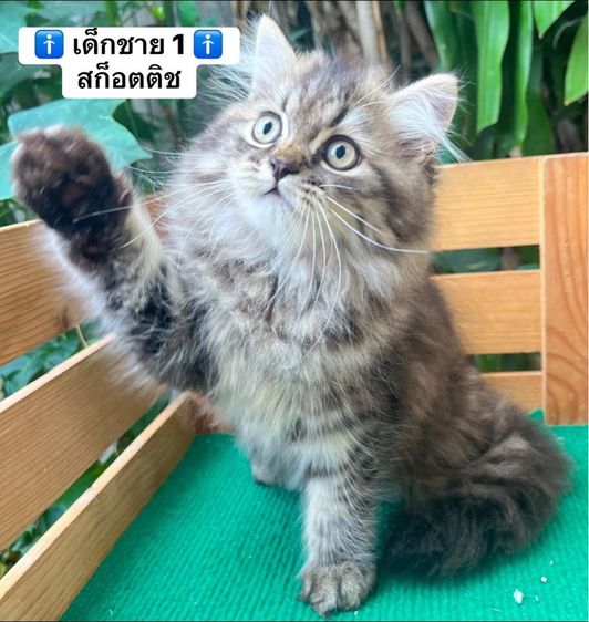 แมวสก็อตติช แมวขาสั้น รูปที่ 3