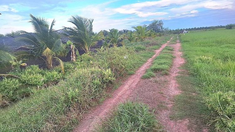ขายที่สวนมะพร้าวอ่อน พร้อมฟามเป็ดไข่ มะพร้าวตัดขายได้แล้ว ไข่เป็ดมีที่ส่งประจำ พร้อมไปทำกำไรเลยครับ 0861622414