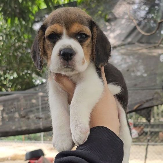 บีเกิล (Beagle) เล็ก ลูกสุนัขบีเกิ้ลเมีย