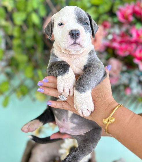 พิทบูล (Pitbull) ใหญ่ ขายลูกสุนัข