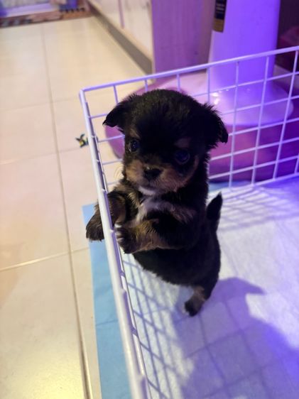 เล็ก ชิวาวา (Chihuahua) ลูกชิวาว่า