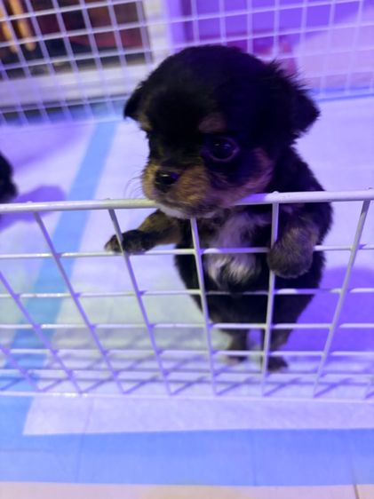 ลูกชิวาว่า รูปที่ 3