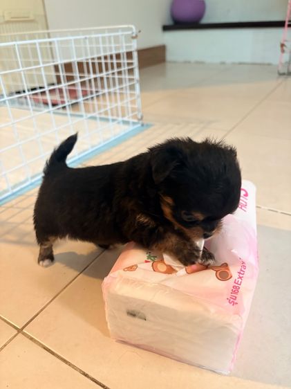 ลูกชิวาว่า รูปที่ 11