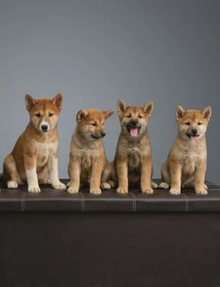 ชิบะ (Shiba Inu) กลาง ชิบะ
