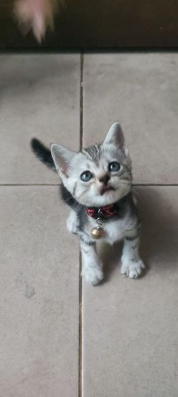 อเมริกัน ชอร์ตแฮร์ (American Shorthair) แมว