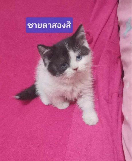 สก๊อตติชตาสองสี