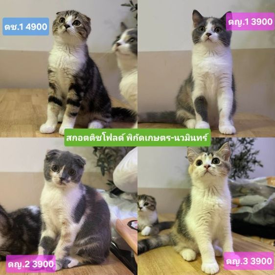 สก็อตติช โฟลด์ (Scottish Fold) แมวสกอตติช