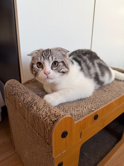 สก็อตติช โฟลด์ (Scottish Fold) ลูกแมวสก็อตติชหูพับ เพศผู้ 3เดือน อ้วนหน้ากลม